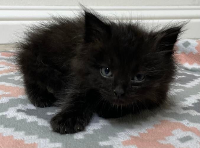 Lucky black kitten needs a home - Pet Samaritans
