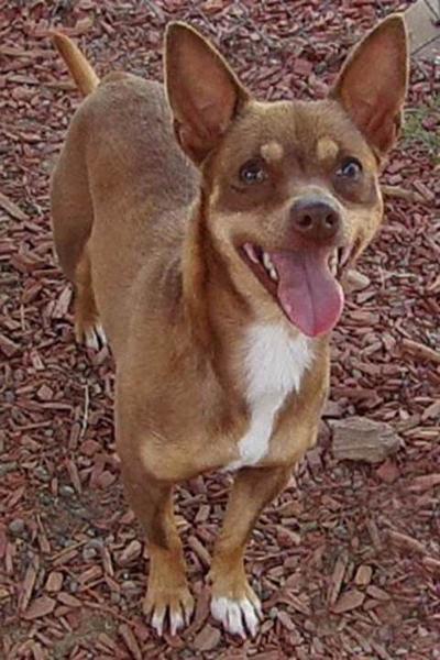 Take Me Home - Valley Animal Haven