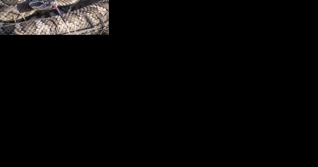 Looking Back: Rattlesnake encounters in Lemoore - Vimarsana News
