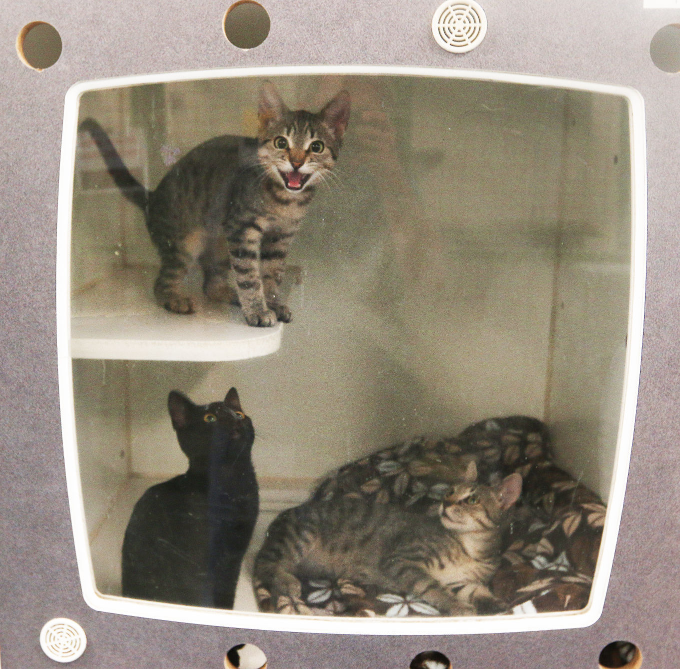 stray cat catcher near me