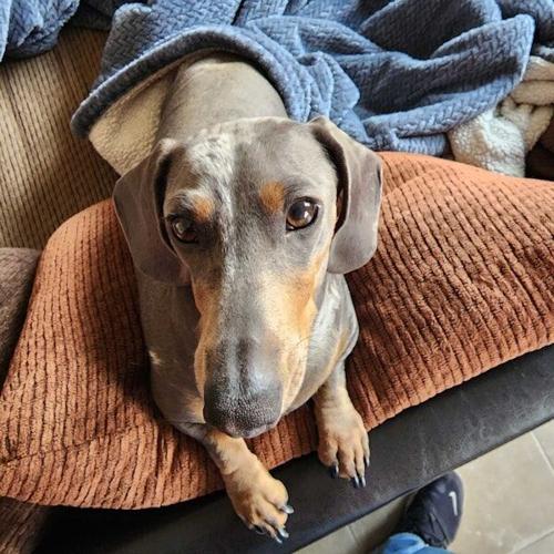 What to do when your dog has a cough Ask Dr. Kait Lifestyles