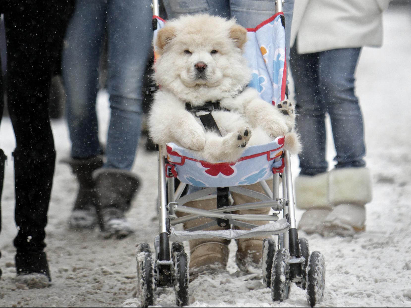dog photos to celebrate national puppy