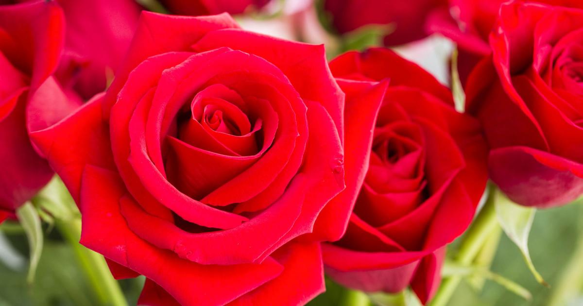 Master Gardener: Garden tips for the New Year | Home and Garden Master Gardener: Garden tips for the New Year | Home and Garden