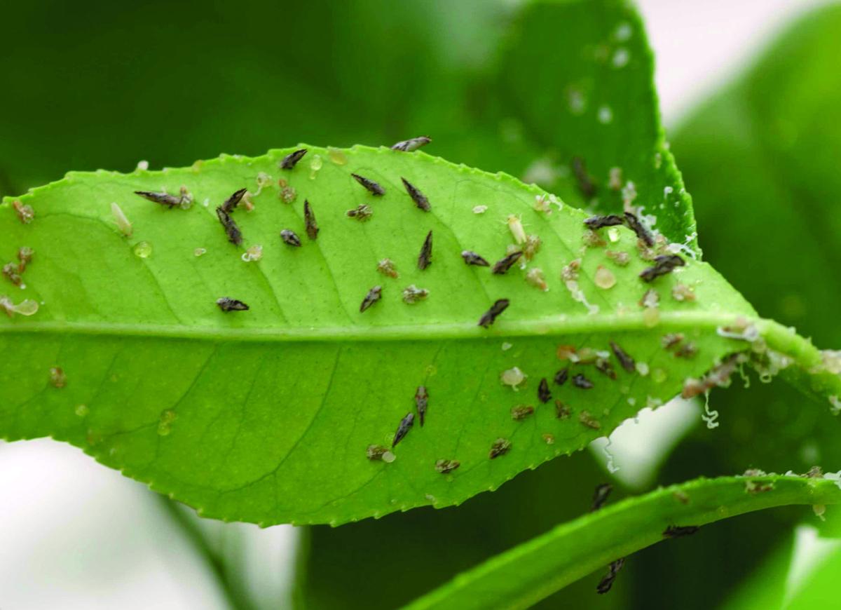 Citrus insects can damage leaves Printspecific