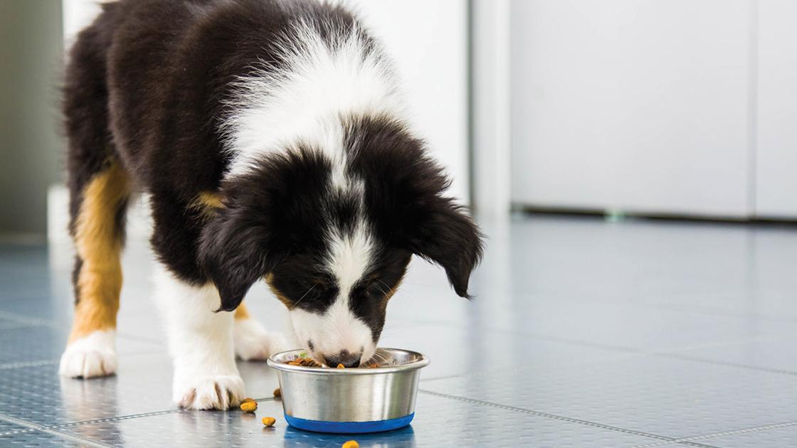 Hanford Tractor Supply Donates 24 Bags Of Pet Food Local