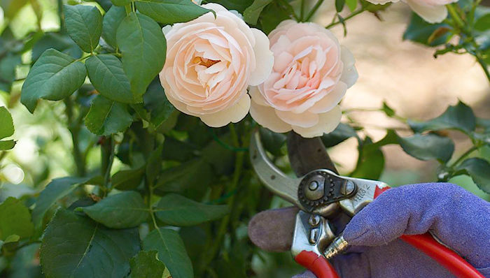 When should you not cut roses?