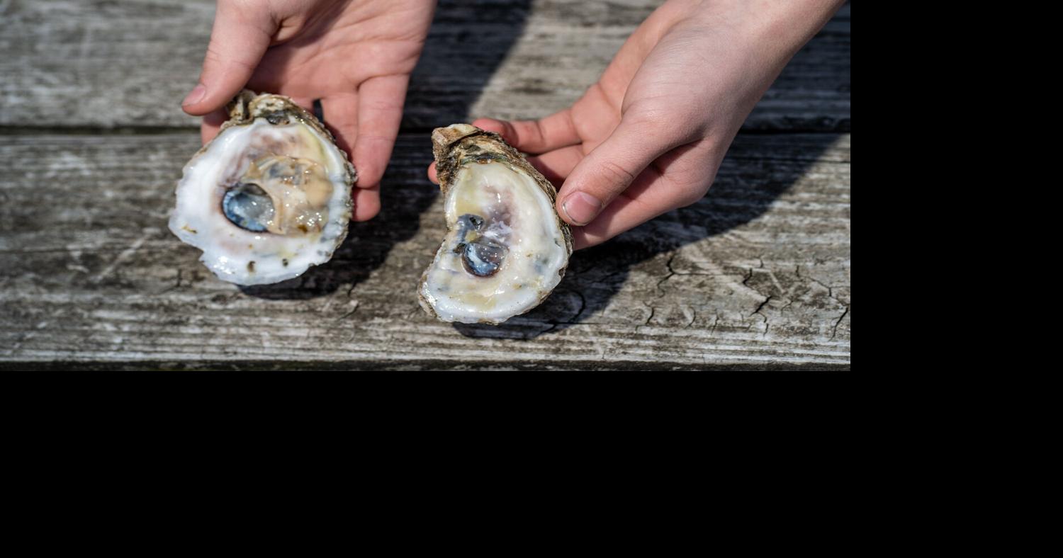 Maryland eyes federal disaster aid for oyster industry: ‘It’s our heritage’