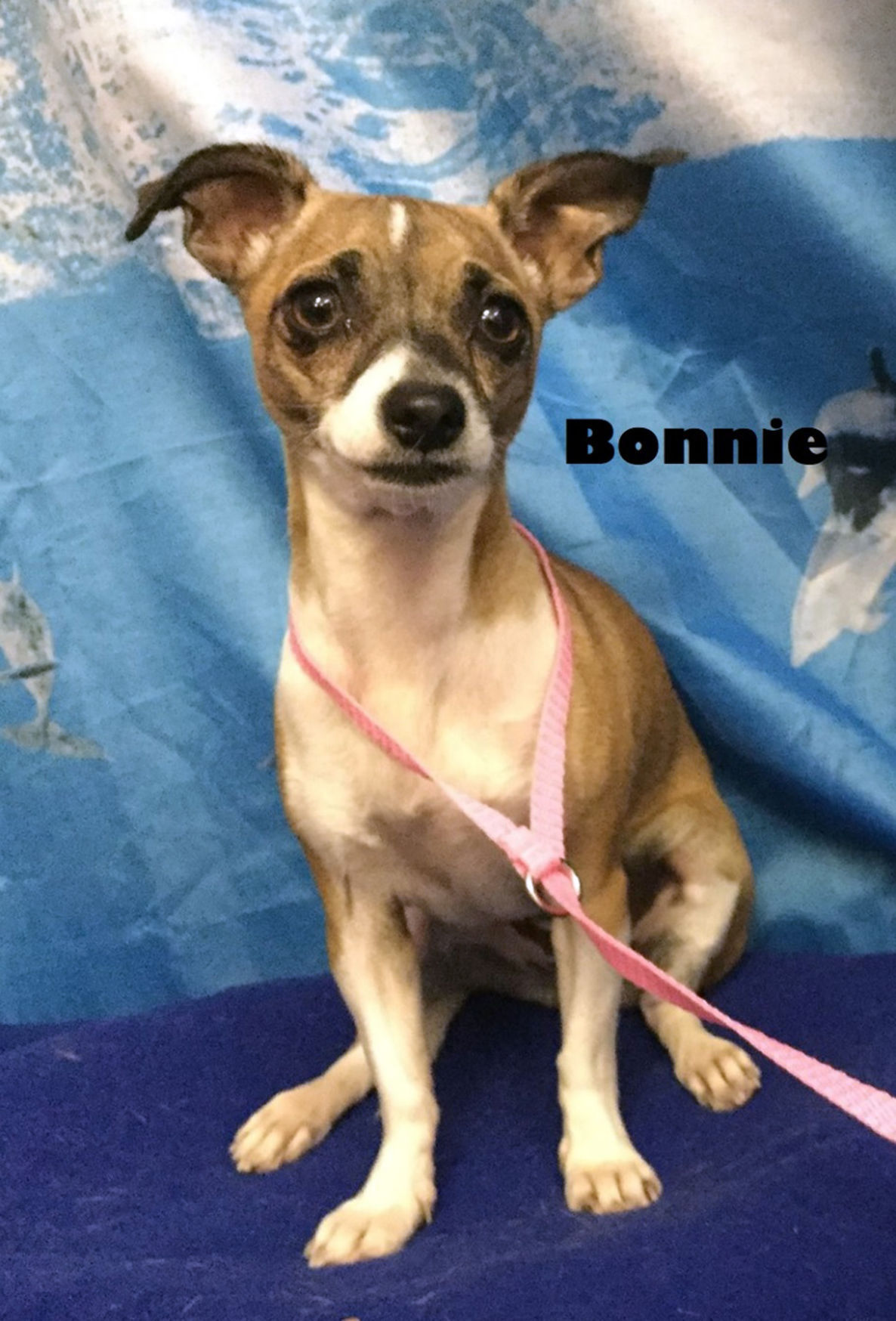 Take me home Bonnie