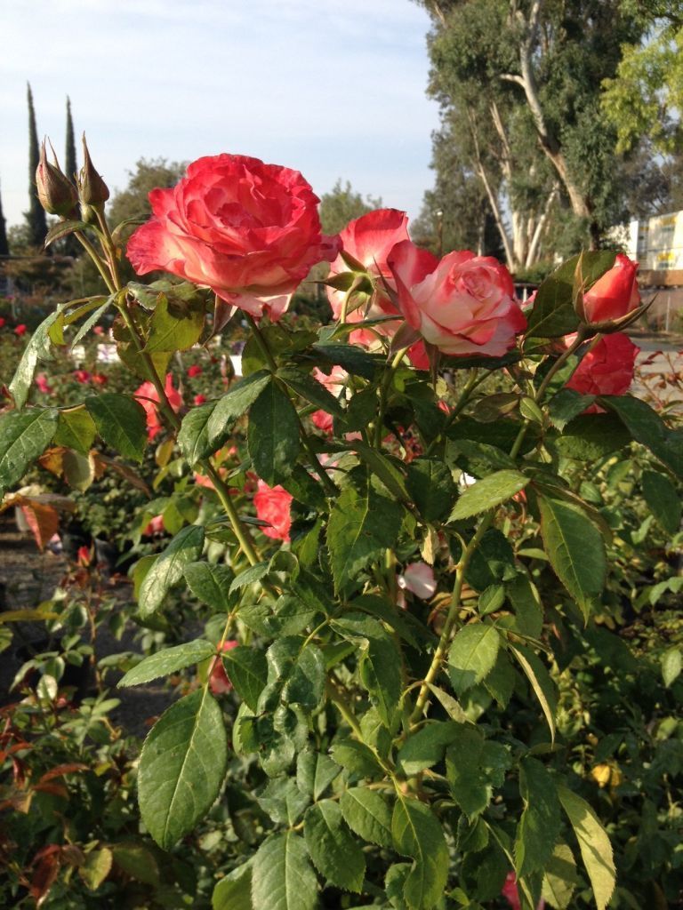 Getting To Know Your Roses Features Hanfordsentinel Coretta Scott King Grandiflora