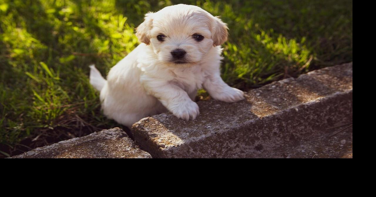 My Pet World: Why pets do (or don’t do) things — Understanding their preferences