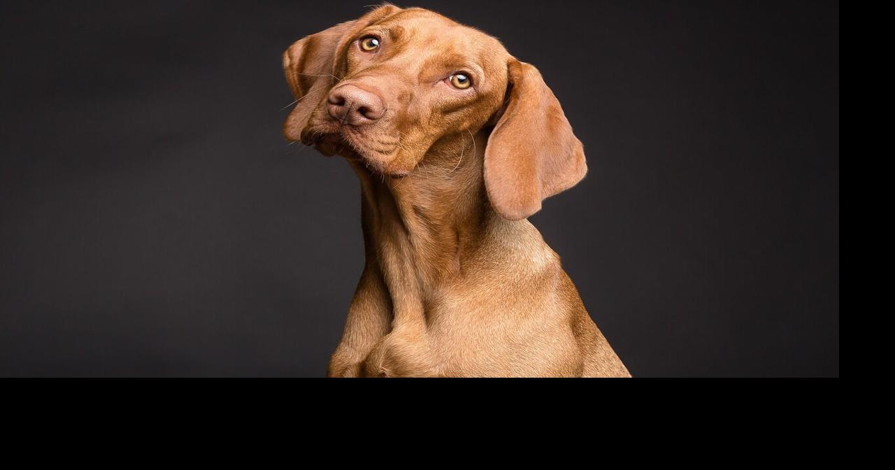 Ohio Supreme Court case could change where you can rent with a dog