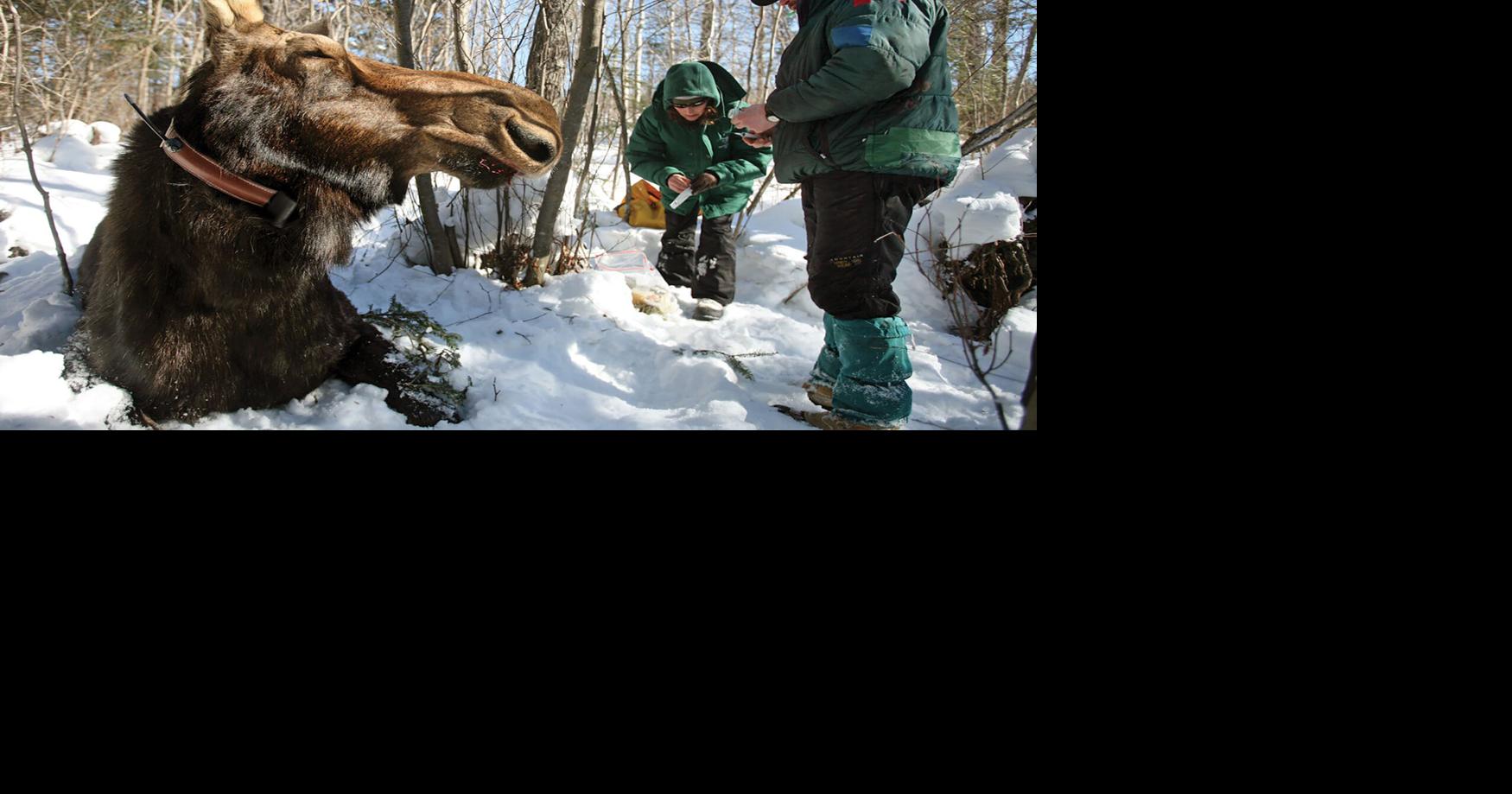 Minnesota moose population remains stable, according to latest DNR survey