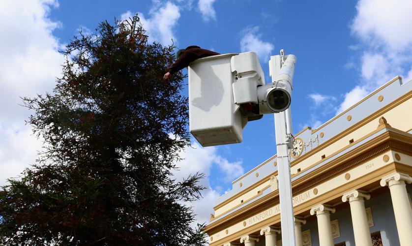 Christmas lights go up on Hanford's tree in preparation for lighting