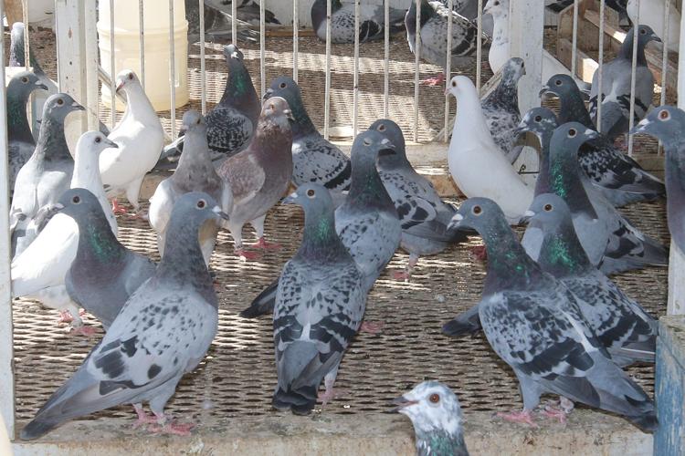 Pigeon: Racers on display