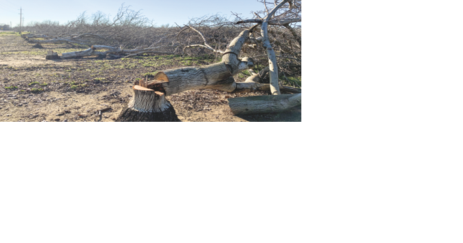 Farmers pull walnut groves as price sinks | John Lindt - Vimarsana News