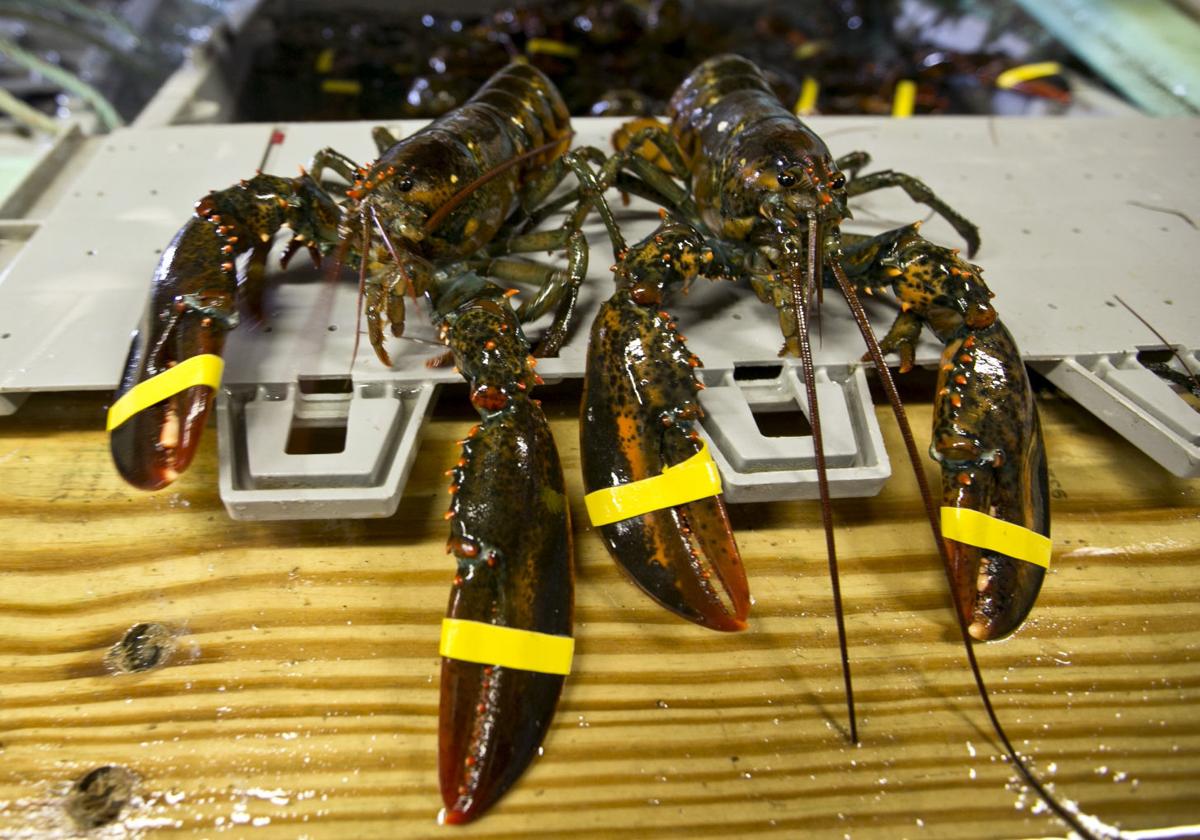 Lobster prices clawing higher Features