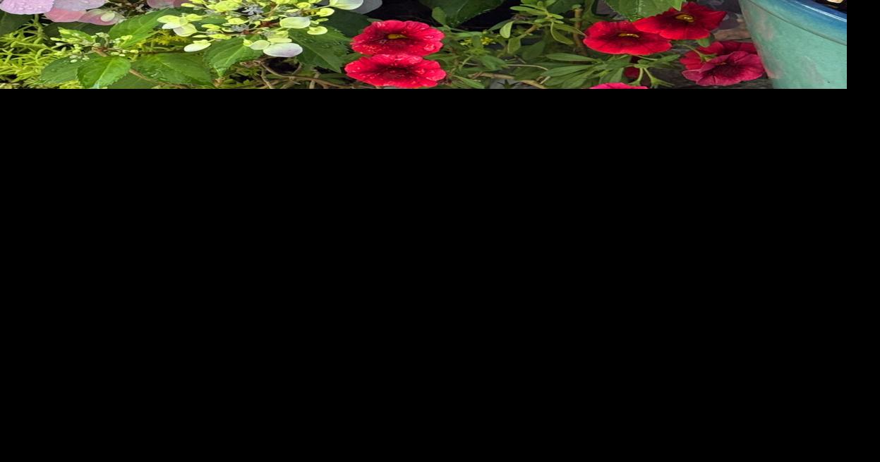 On Gardening: Your flower fest begins with Fairytrail Fresco