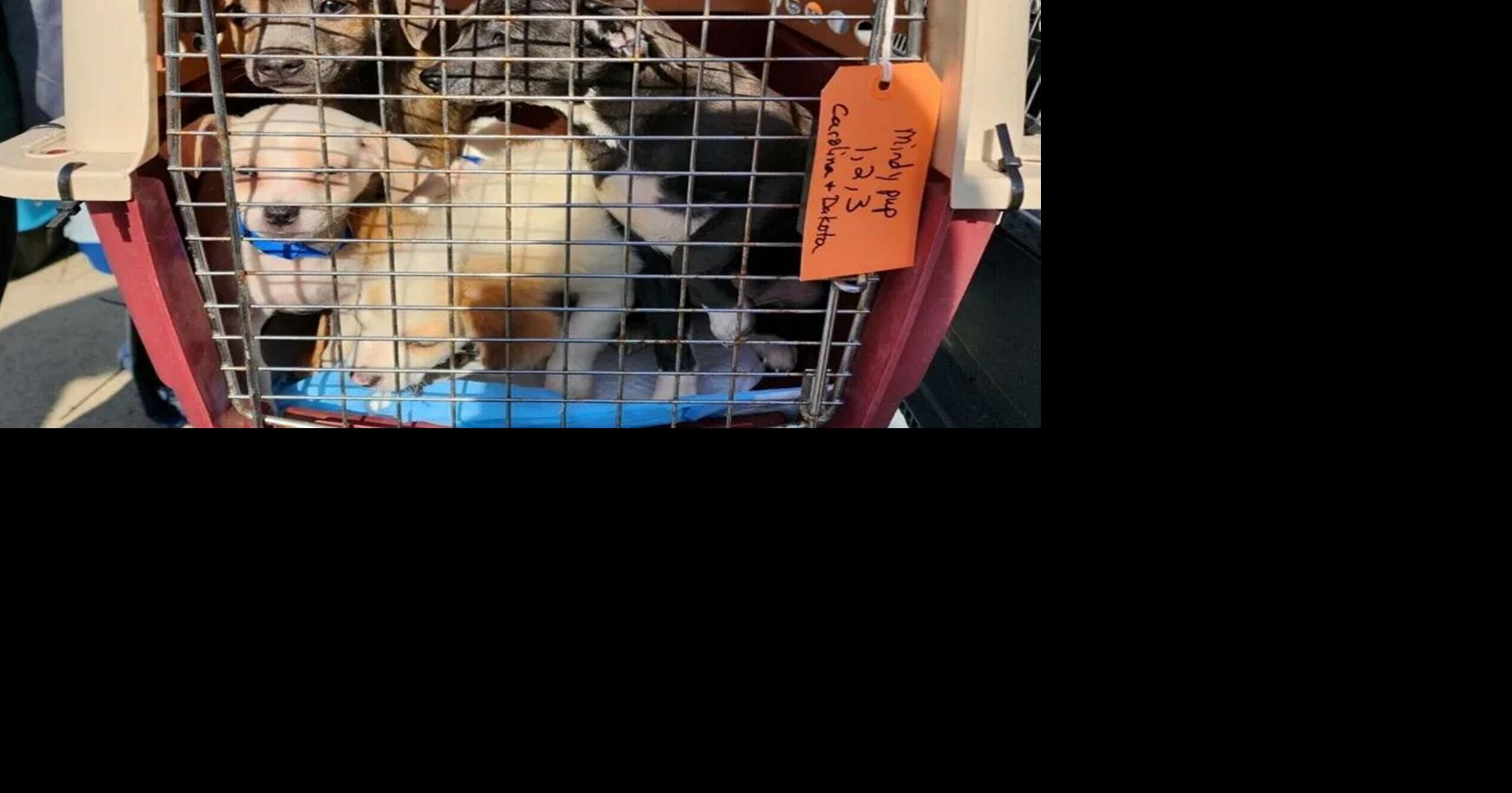 Merced County has a surge in unwanted dogs and cats. Here’s how that’s impacted euthanization rates | Lifestyles