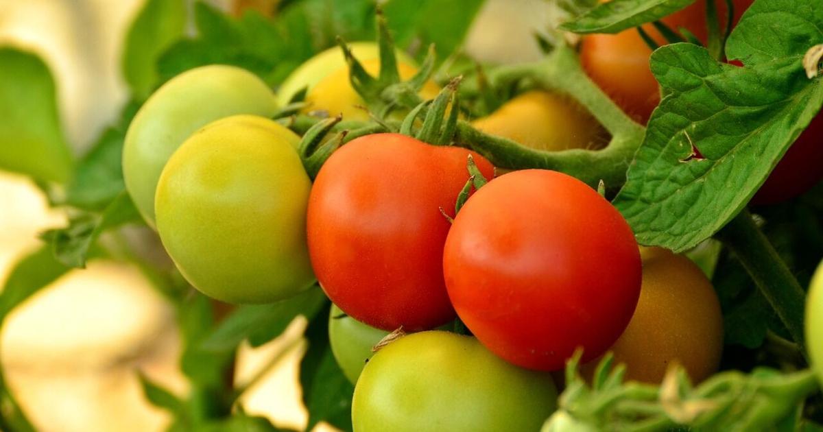 Processing tomato acreage and tonnage shrinks | John Lindt