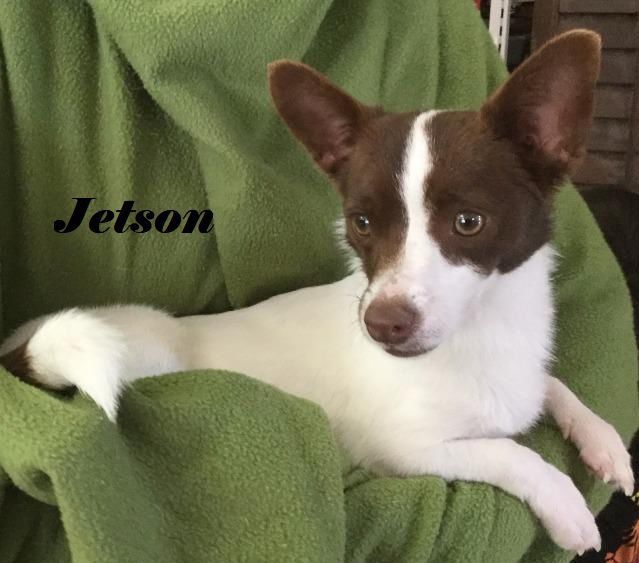 ear mite treatment for dogs petsmart