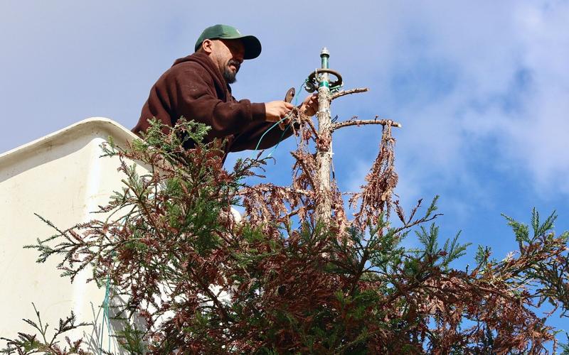 Christmas lights go up on Hanford's tree in preparation for lighting