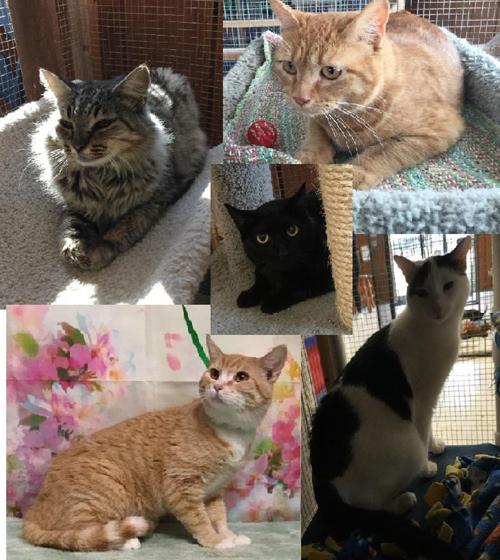 Take Me Home Valley Animal Haven Community Hanfordsentinel Com