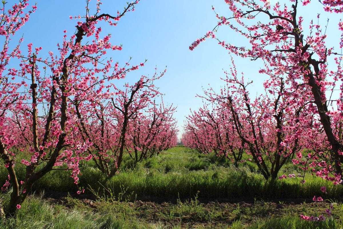 Blossom Trail events start Feb. 2 News