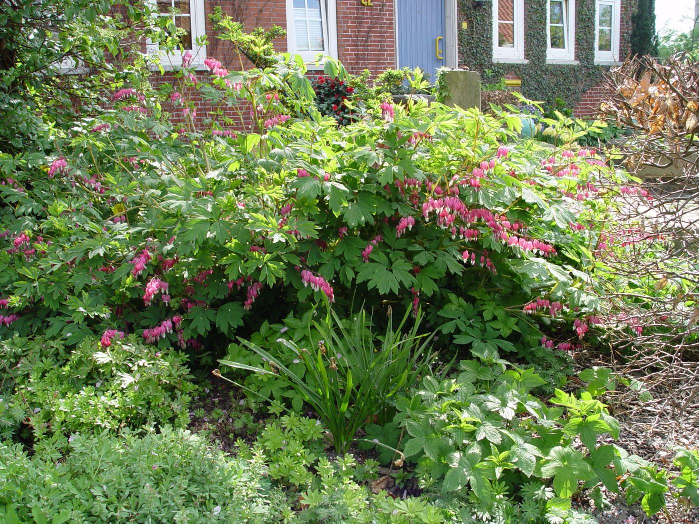 Master Gardener How To Grow Colorful Drought Tolerant Perennials Lifestyles Hanfordsentinel Com