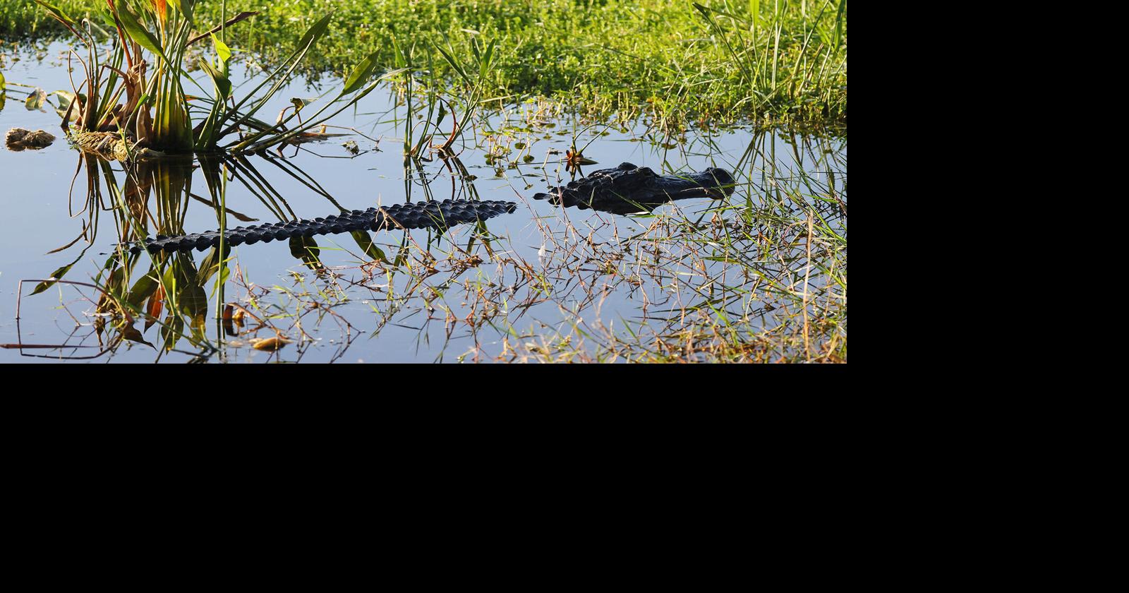 Florida man, 71, killed by alligator while fishing at park near Lake Apopka, police say