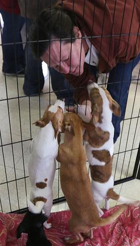 Valley Animal Haven opens in Lemoore | Valley Animal Haven opens in Lemoore |