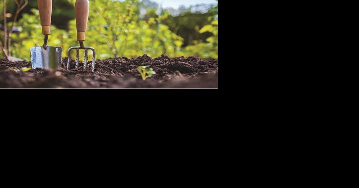 Master Gardener: A wonderful backyard fruit tree - Vimarsana News