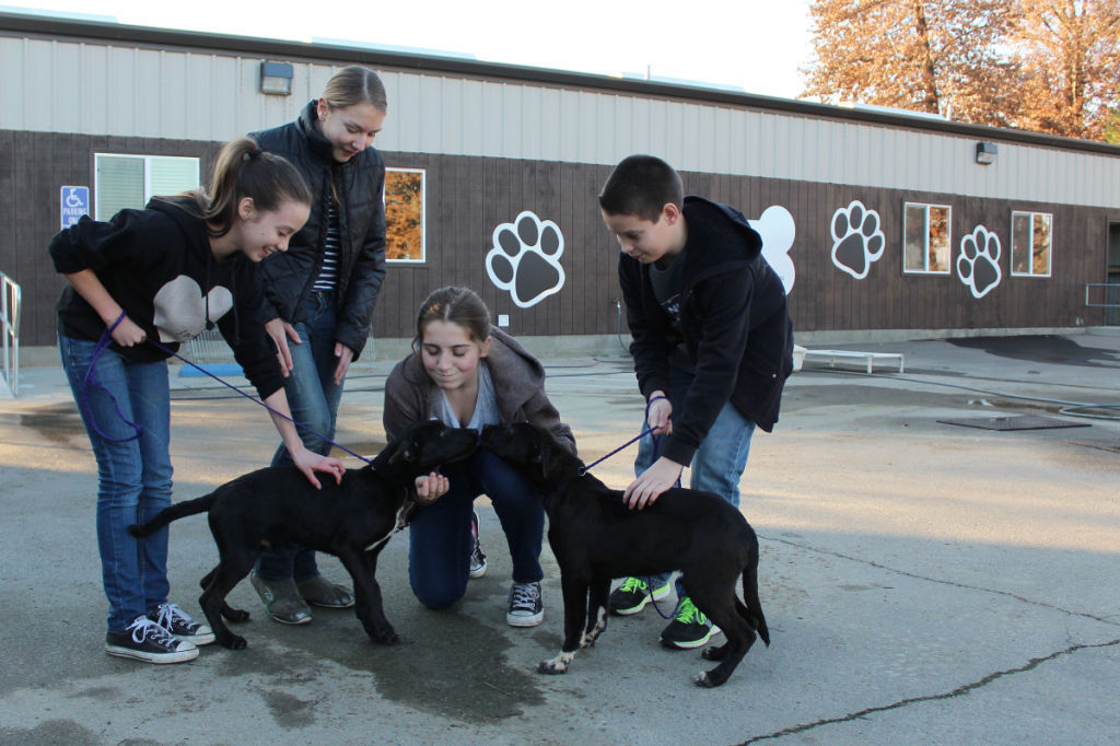 Second Chance Animal Shelter To Celebrate One Year Anniversary Local News Selma Kingsburg Hanfordsentinel Com