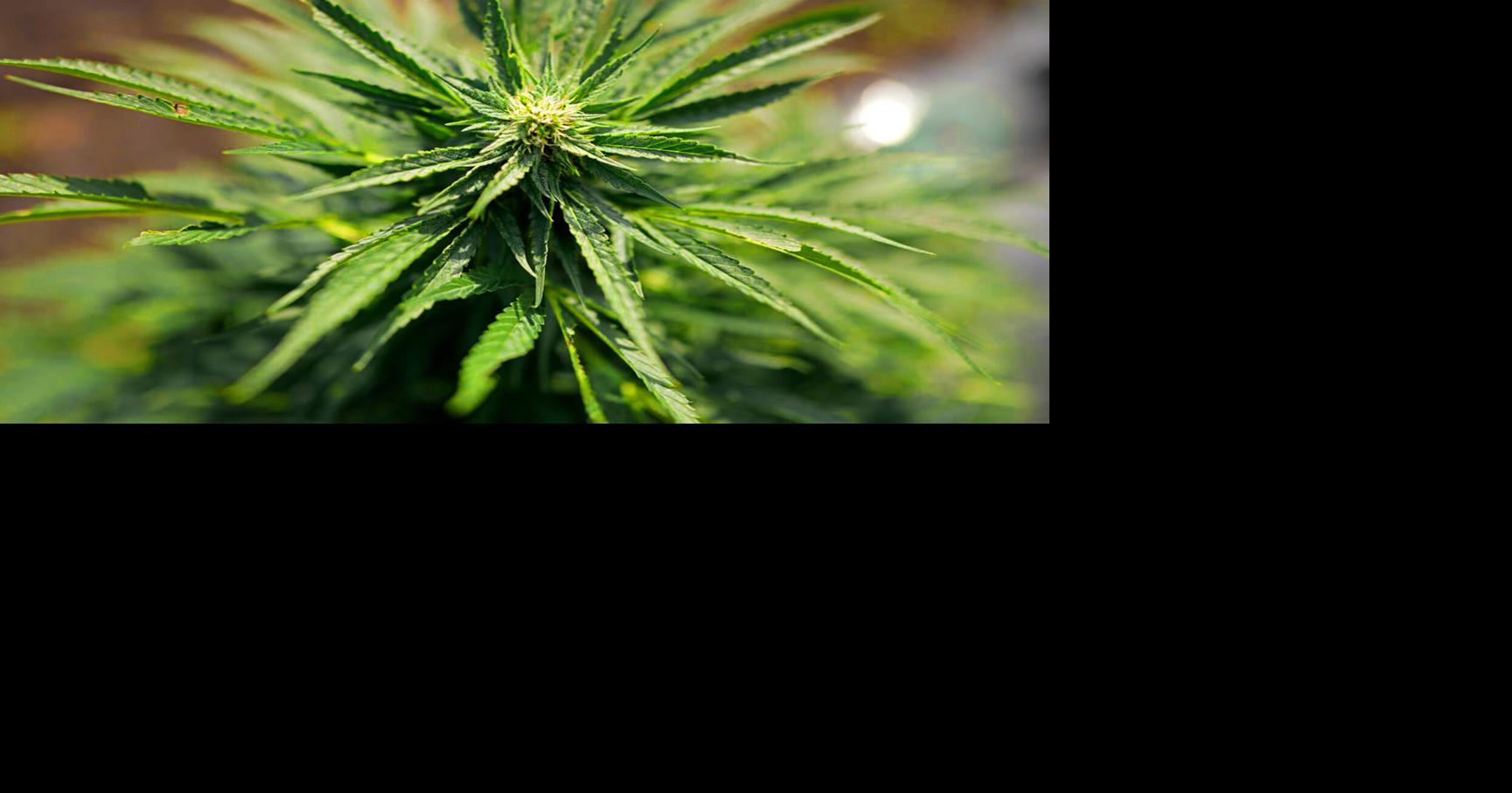 Youth cannabis use continues to decline in Minnesota after legalization