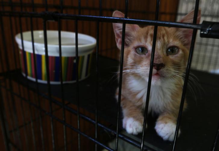 A look into Valley Animal Haven | Lifestyles A look into Valley Animal Haven | Lifestyles