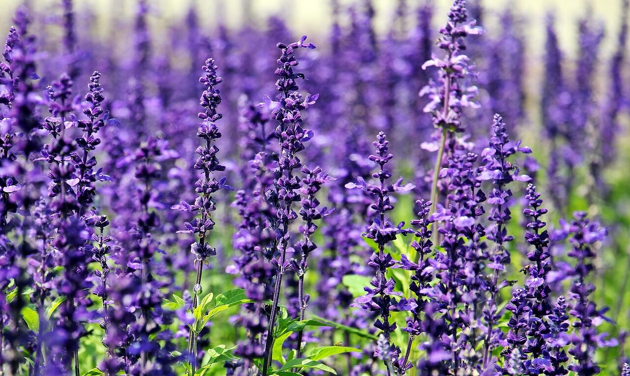 Lavender  a classic herb for your Central Valley garden | Lifestyles |  hanfordsentinel.com