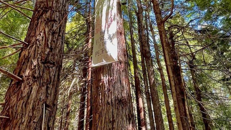 Cal Fire wants to begin timber harvesting in Jackson, a coalition of activists has other ideas - Vimarsana News