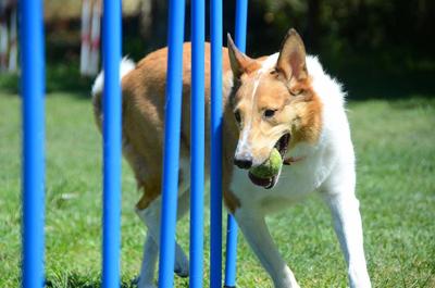 Here S How To Build A Backyard Agility Course For Your Active Dog