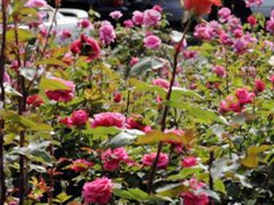 Master Gardener: Why Do We Prune Roses?, Lifestyles