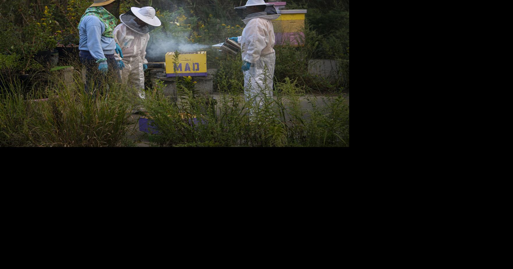 Could bees help relieve stress? A Temple researcher thinks so
