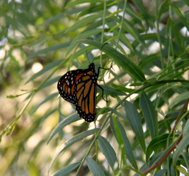 Adventist to hold butterfly release Health and Fitness