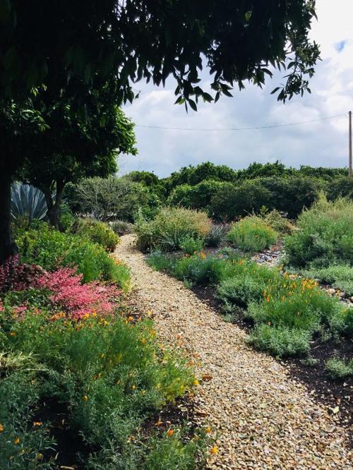 Native Plants Our Field of Dreams "If You Plant Them, They Will Grow