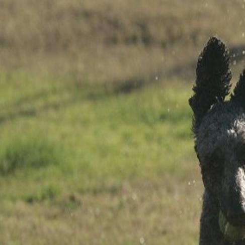 Large Dog Park In Corcoran Now Open To Public Local