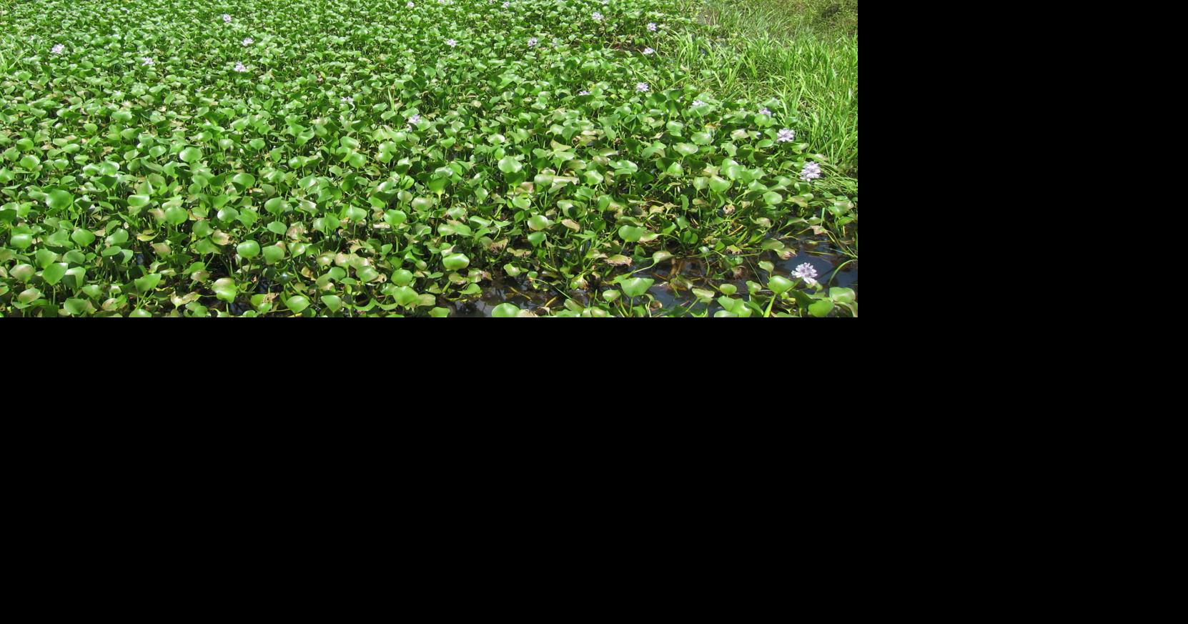 Two plants that became invasive At Home