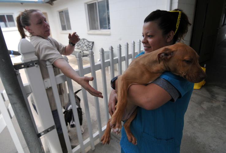 Grand jury seeks changes to animal control Local News