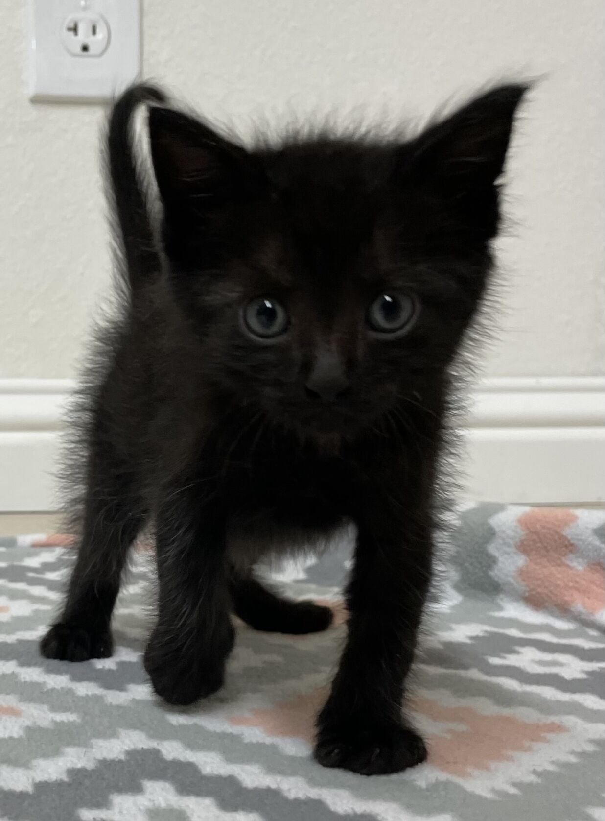 6 week old black 2024 kitten