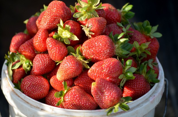 strawberry stands near me strawberry stands near me