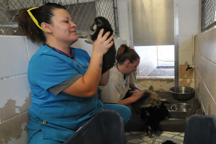 Grand jury seeks changes to animal control Local News