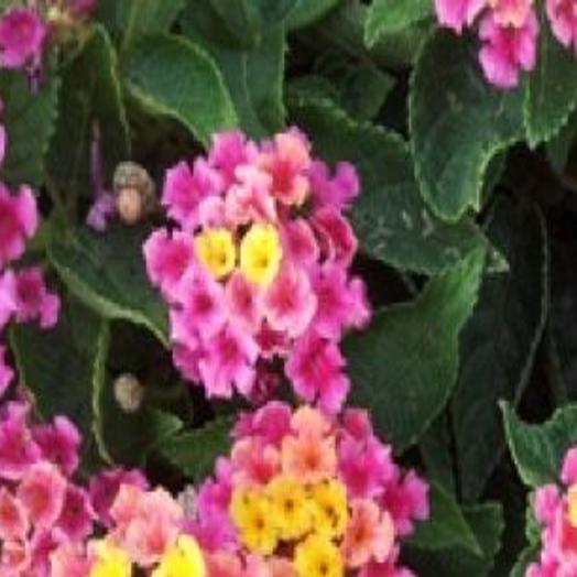 Lantanas Thrive In The Valley Sun Features Hanfordsentinel Com