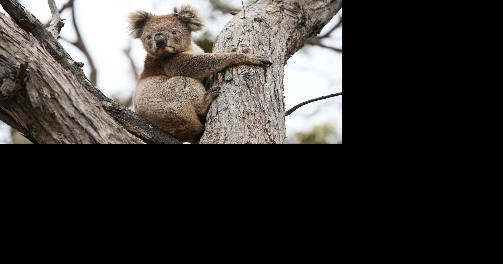 Can popular, friend-shaped koalas pull off genetic comeback?