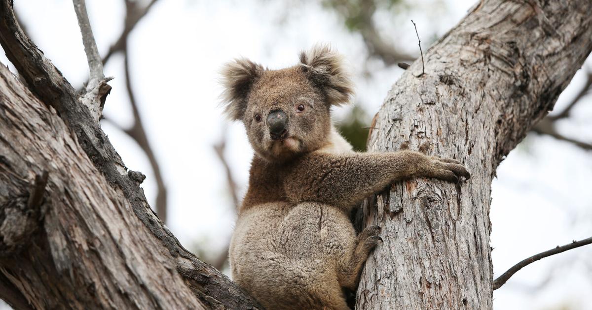 Can popular, friend-shaped koalas pull off genetic comeback?